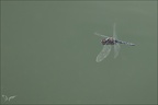 Selysiothemis nigra 16.07.26-0009 (14 visits) Selysiothemis nigra 16.07.26-0009