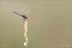 Selysiothemis nigra ♂ 16.07.26-0039 (26 visits) Selysiothemis nigra ♂ 16.07.26-0039