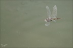 Selysiothemis nigra 16.07.26-0004 (22 visits) Selysiothemis nigra 16.07.26-0004