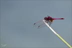 Tritemis annulata 16.07.26-0002
