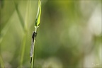 Sympecma fusca 16.05.26-0002 (12 visits) Sympecma fusca 16.05.26-0002