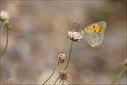 Colias crocea ♀ 16.07.26-0004