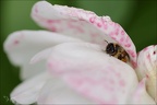 Abeille 14.05.26-0002