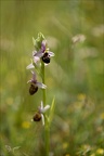 Ophrys fuciflora  17.05.26-0007