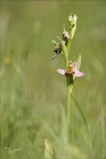 Ophrys apifera 17.05.26