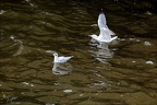 Goélands et mouettes  01 10.09.26