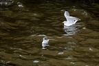 Goélands et mouettes  02 10.09.26