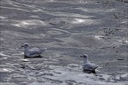 Goélands et mouettes  04 10.09.26