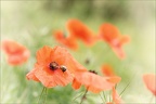 Coquelicot 14.05.26-0004-vintage