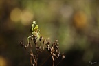 Mantis religiosa ♂ 27.10.26-0014