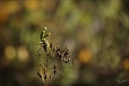 Mantis religiosa ♂ 27.10.26-0010