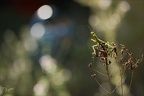 Mantis religiosa ♂ 27.10.26-0004