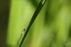 Ishnura elegans (1 visites) Ishnura elegans