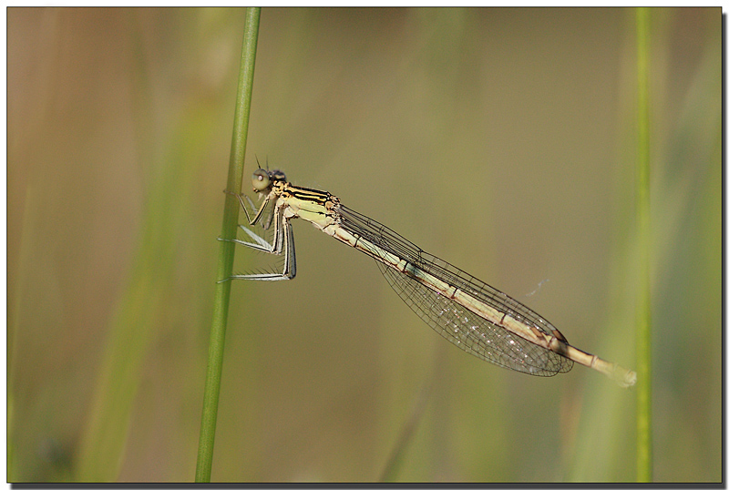 platycnemis pennipes immature