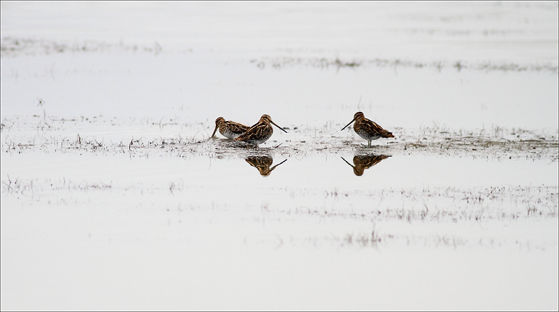 Trio