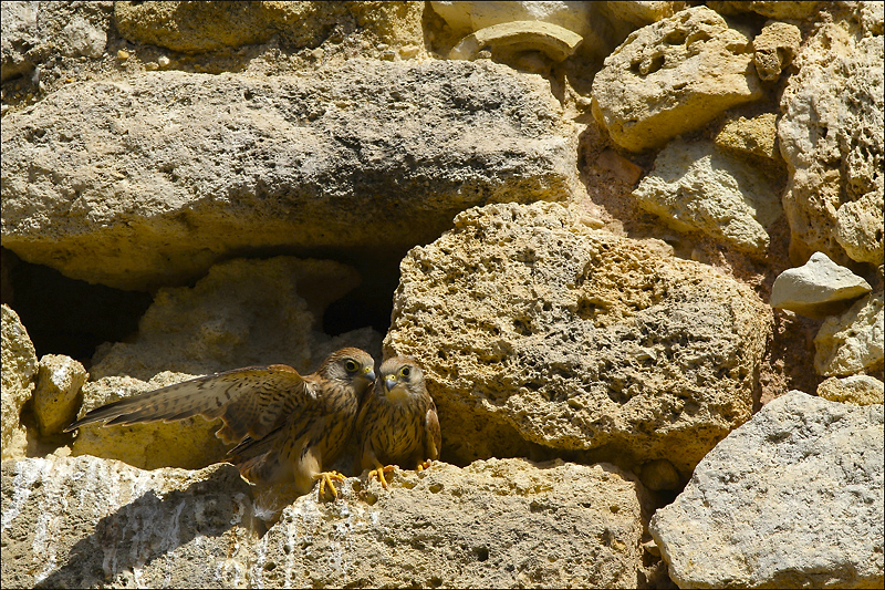 rencontre fratrie