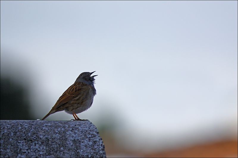 Rencontre nature image