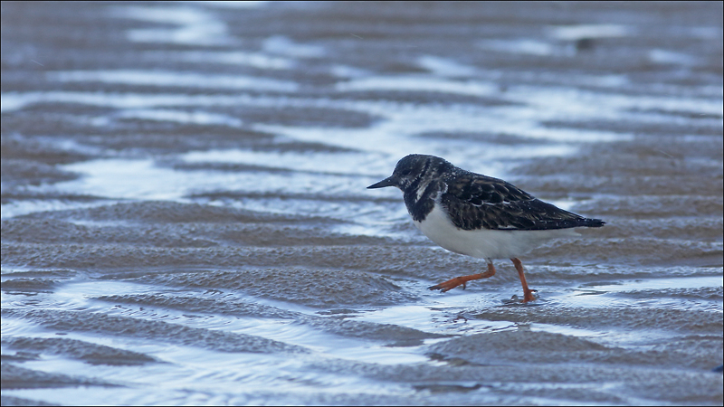 Rencontres imagesnature vaudioux