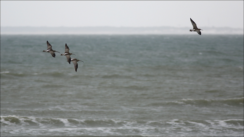 Rencontre nature image