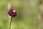 Thomisus onustus 17.06.26-0001 (153 visites) Thomisus onustus 17.06.26-0001